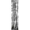 Dekorative Panel Birken Wald - selbstklebend Wandtattoo 60 x 260 cm