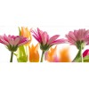 Vlies Fototapete - Frühlingsblumen 375 x 150 cm 