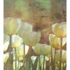 Vlies Fototapete - Weiße Tulpen Abstrakt 225 x 250 cm 