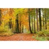 Vlies Fototapete - Herbstwald 375 x 250 cm 