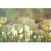 Vlies Fototapete - Weiße Tulpen Abstrakt 375 x 250 cm 