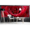 Vlies Fototapete - rote Rose 375 x 150 cm 