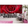 Vlies Fototapete - rote Rose 375 x 150 cm 
