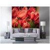Vlies Fototapete - rote Tulpen 225 x 250 cm 