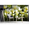 Vlies Fototapete - weiße Tulpen 375 x 250 cm 