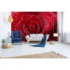 Vlies Fototapete - rote Rose 375 x 250 cm 