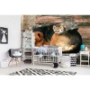 Vlies Fototapete - Katze und Hund 375 x 250 cm 