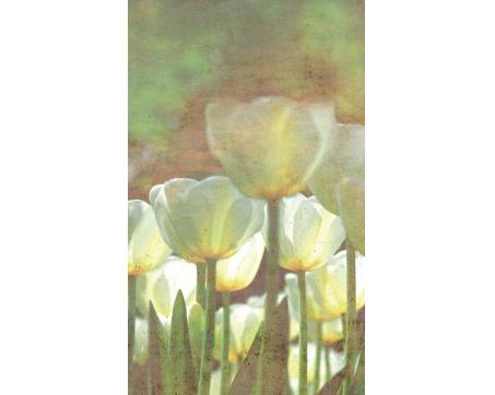 Vlies Fototapete - Weiße Tulpen Abstrakt 150 x 250 cm 