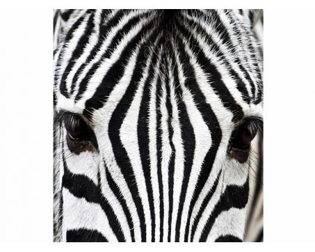 Vlies Fototapete - Zebra 225 x 250 cm 