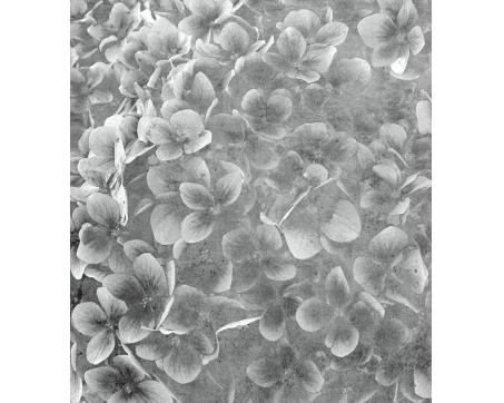 Vlies Fototapete - Apfelbaum Abstrakt lll 225 x 250 cm 