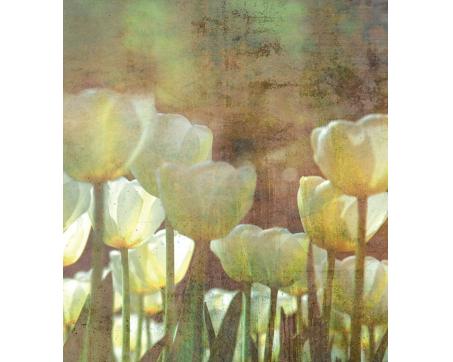 Vlies Fototapete - Weiße Tulpen Abstrakt 225 x 250 cm 