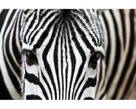 Vlies Fototapete - Zebra 375 x 250 cm 