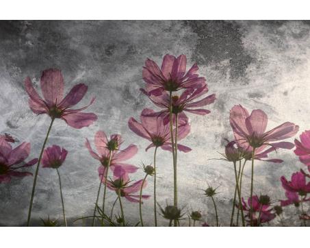 Vlies Fototapete - Violette Blumen Abstrakt 375 x 250 cm 
