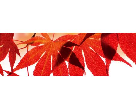 Küchenrückwand Glas - Rote Blätter