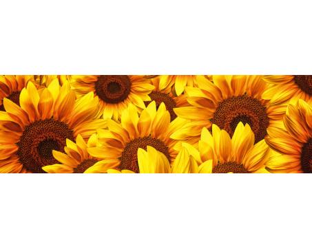 Küchenrückwand Glas - Sonnenblumen