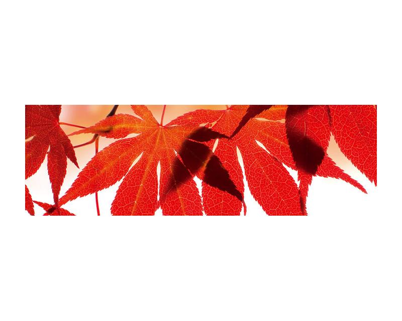 Küchenrückwand Folie - Rote Blütenblätter 350 x 60 cm