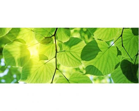 Vlies Fototapete - Grüne Blätter 375 x 150 cm 