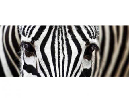 Vlies Fototapete - Zebra 375 x 150 cm 