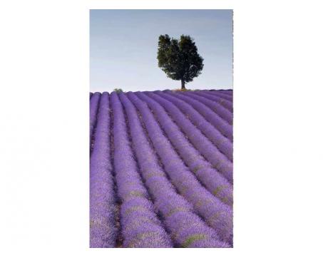 Vlies Fototapete - Lavendelfeld 150 x 250 cm 