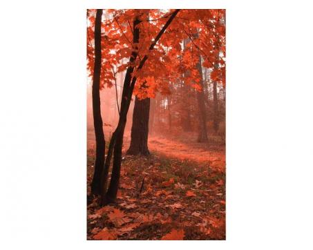 Vlies Fototapete - Wald im Nebel  150 x 250 cm 