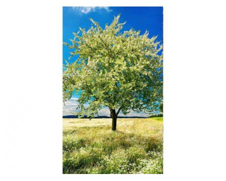 Vlies Fototapete - Baum auf Wiese 150 x 250 cm 
