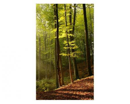 Vlies Fototapete - Wald 150 x 250 cm 