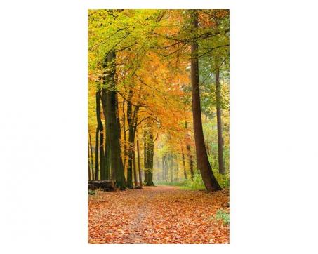 Vlies Fototapete - Herbstwald 150 x 250 cm 