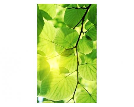 Vlies Fototapete - Grüne Blätter 150 x 250 cm 