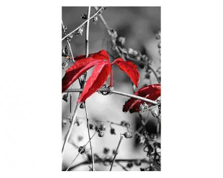 Vlies Fototapete - Rote Blätter im schwarzen Hintergund 150 x 250 cm 