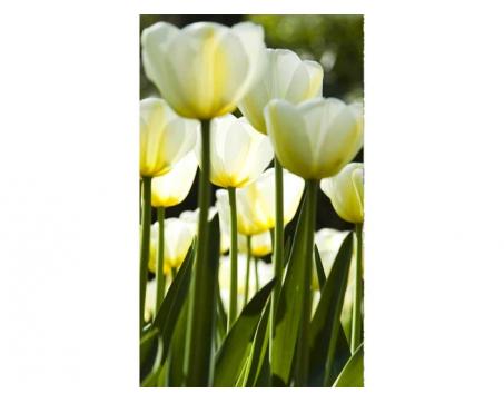 Vlies Fototapete - weiße Tulpen 150 x 250 cm 