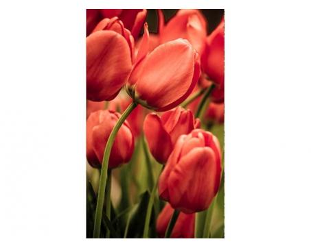 Vlies Fototapete - rote Tulpen 150 x 250 cm 