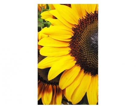 Vlies Fototapete - Sonnenblumen 150 x 250 cm 