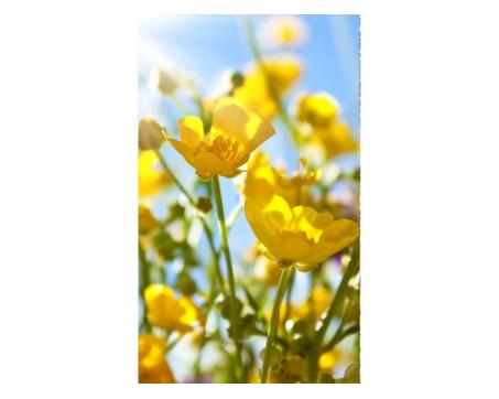 Vlies Fototapete - gelbe Blumen 150 x 250 cm 