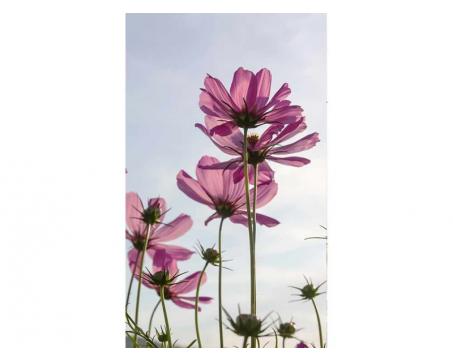 Vlies Fototapete - Blumen 150 x 250 cm 