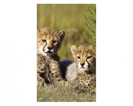 Vlies Fototapete - Gepard 150 x 250 cm 