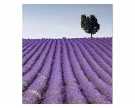 Vlies Fototapete - Lavendelfeld 225 x 250 cm 