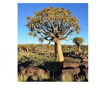 Vlies Fototapete - Namibia 225 x 250 cm 