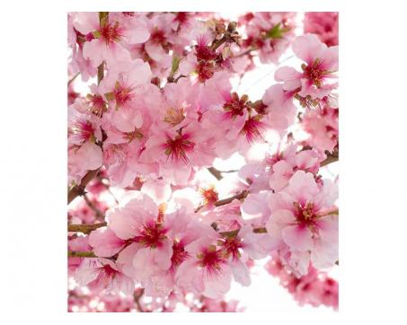 Vlies Fototapete - Apfelblüte 225 x 250 cm 