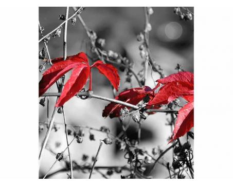 Vlies Fototapete - Rote Blätter im schwarzen Hintergund 225 x 250 cm 