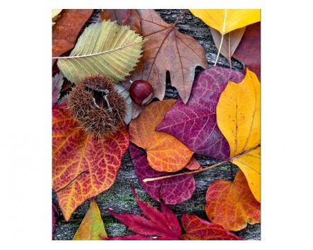 Vlies Fototapete - Herbstblätter 225 x 250 cm 