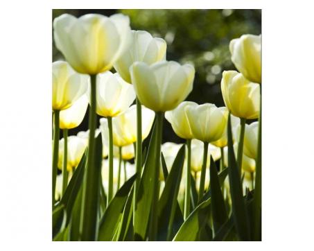 Vlies Fototapete - weiße Tulpen 225 x 250 cm 