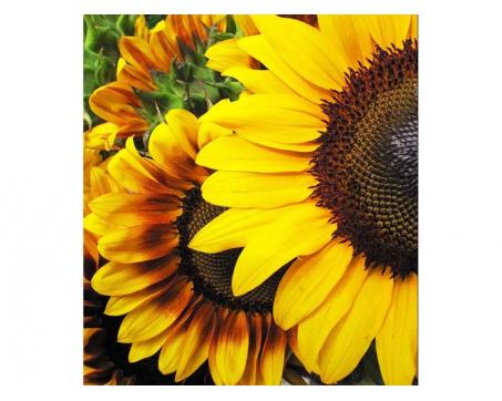 Vlies Fototapete - Sonnenblumen 225 x 250 cm 