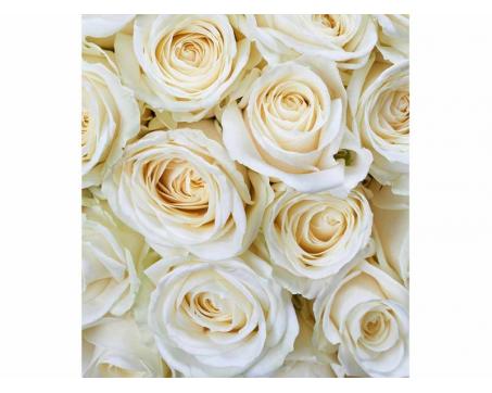 Vlies Fototapete - weiße Rosen 225 x 250 cm 