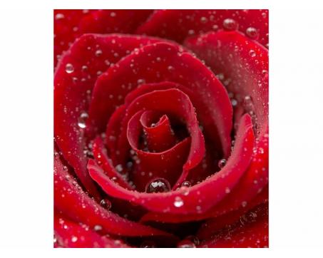 Vlies Fototapete - rote Rose 225 x 250 cm 