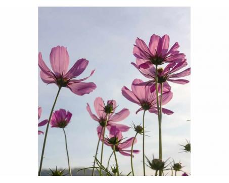 Vlies Fototapete - Blumen 225 x 250 cm 