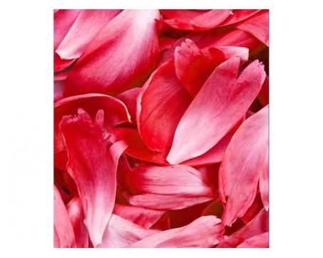 Vlies Fototapete - rote Blütenblätter 225 x 250 cm 