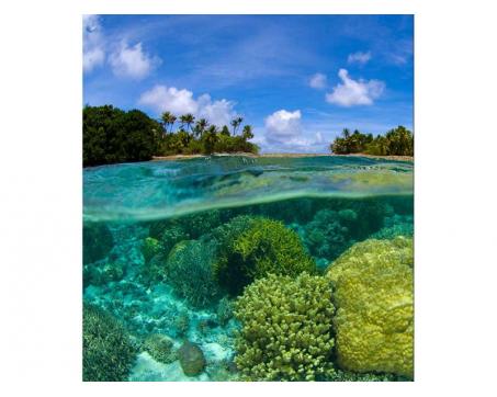 Vlies Fototapete - Korallenriff 225 x 250 cm 