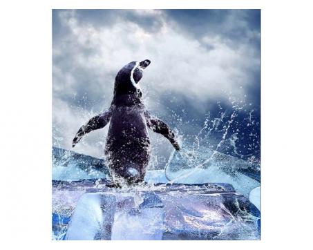 Vlies Fototapete - Pinguin 225 x 250 cm 