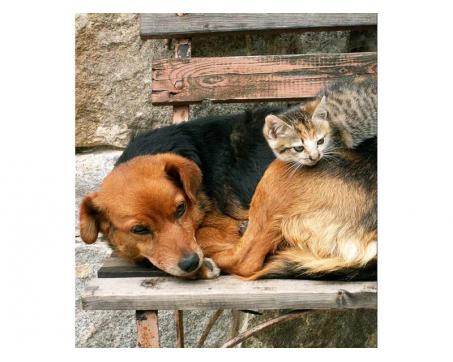 Vlies Fototapete - Katze und Hund 225 x 250 cm 