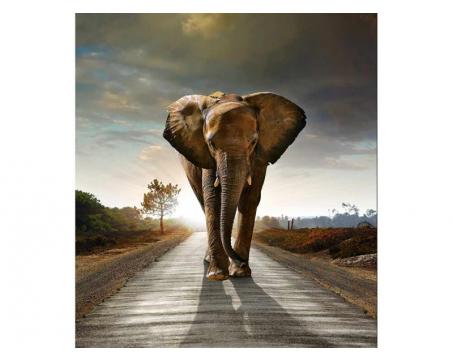 Vlies Fototapete - gehender Elefant 225 x 250 cm 